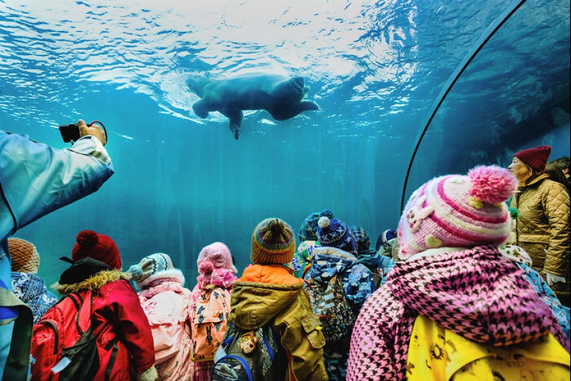 12 Captivating Animal Photos Of Polar Bears I Captured At The Zoo
