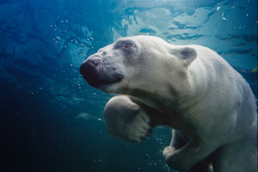 12 Captivating Animal Photos Of Polar Bears I Captured At The Zoo