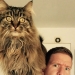 12 divertidas imágenes de gatos que harán reír a cualquier amante de las mascotas 12 divertidas imágenes de gatos que harán reír a cualquier amante de las mascotas