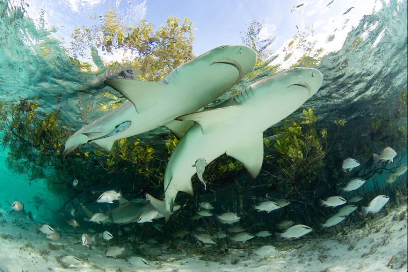 12 Eye-Opening Winning Images Of The 2024 Mangrove Photography Awards