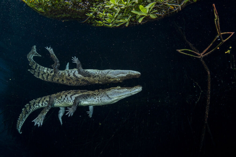 12 Eye-Opening Winning Images Of The 2024 Mangrove Photography Awards