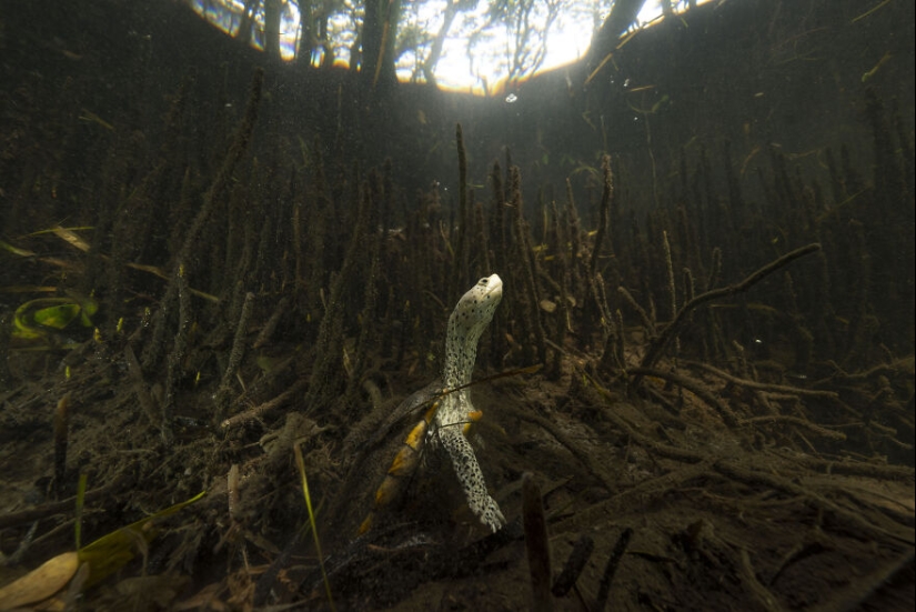 12 Eye-Opening Winning Images Of The 2024 Mangrove Photography Awards