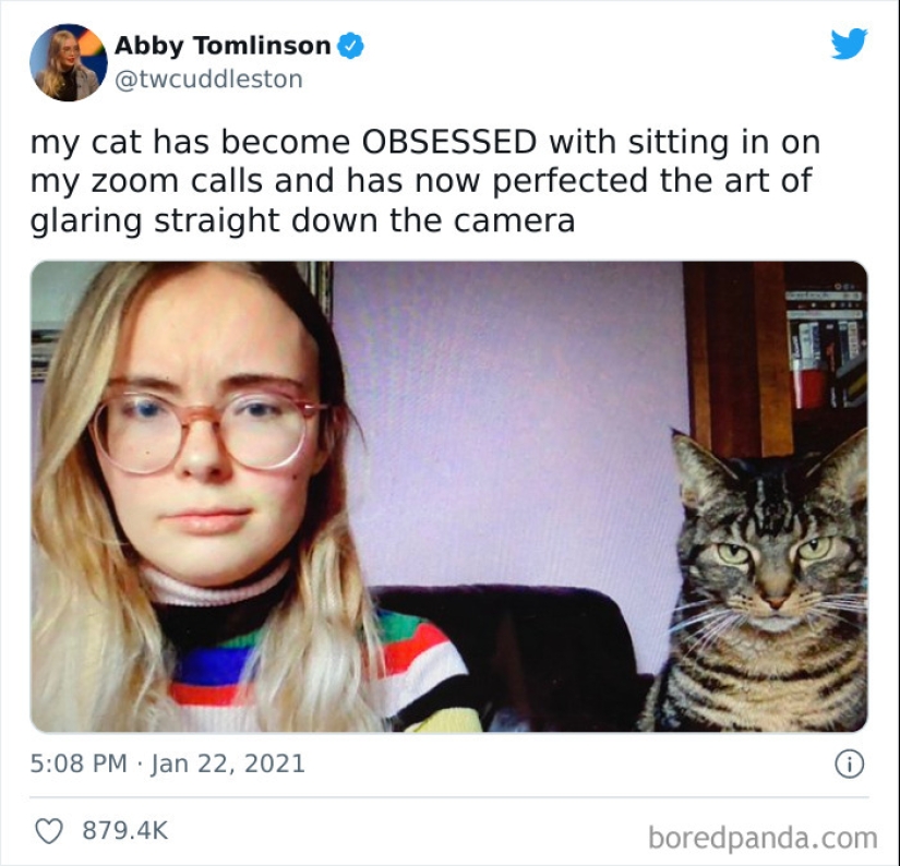 12 Hilarious Cat Pics To Make Any Pet Lover Laugh