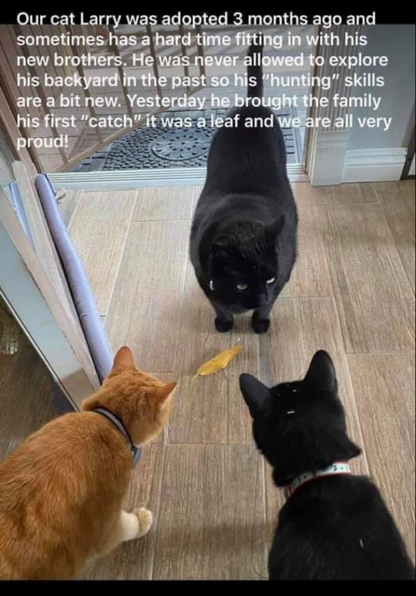 12 Hilarious Cat Pics To Make Any Pet Lover Laugh