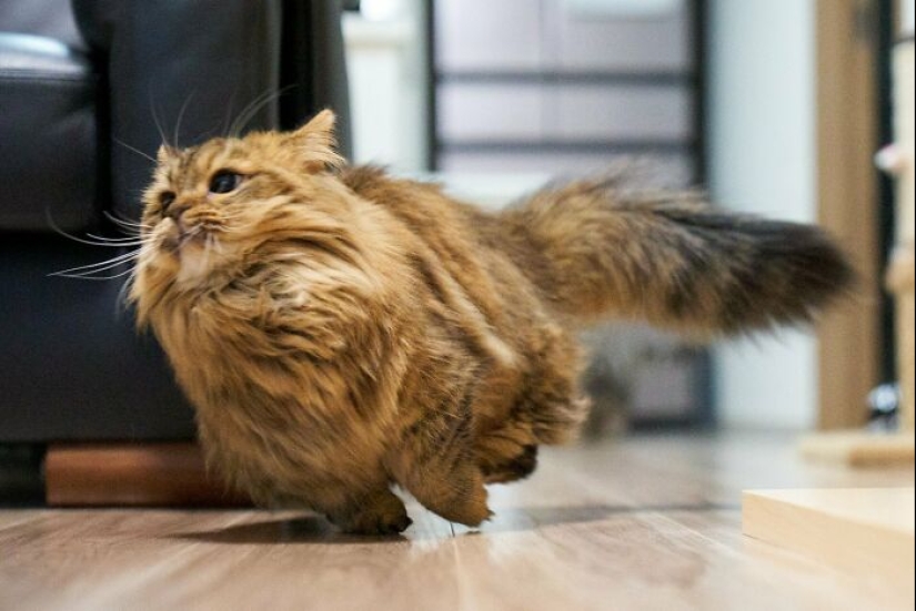 12 Hilarious Cat Pics To Make Any Pet Lover Laugh