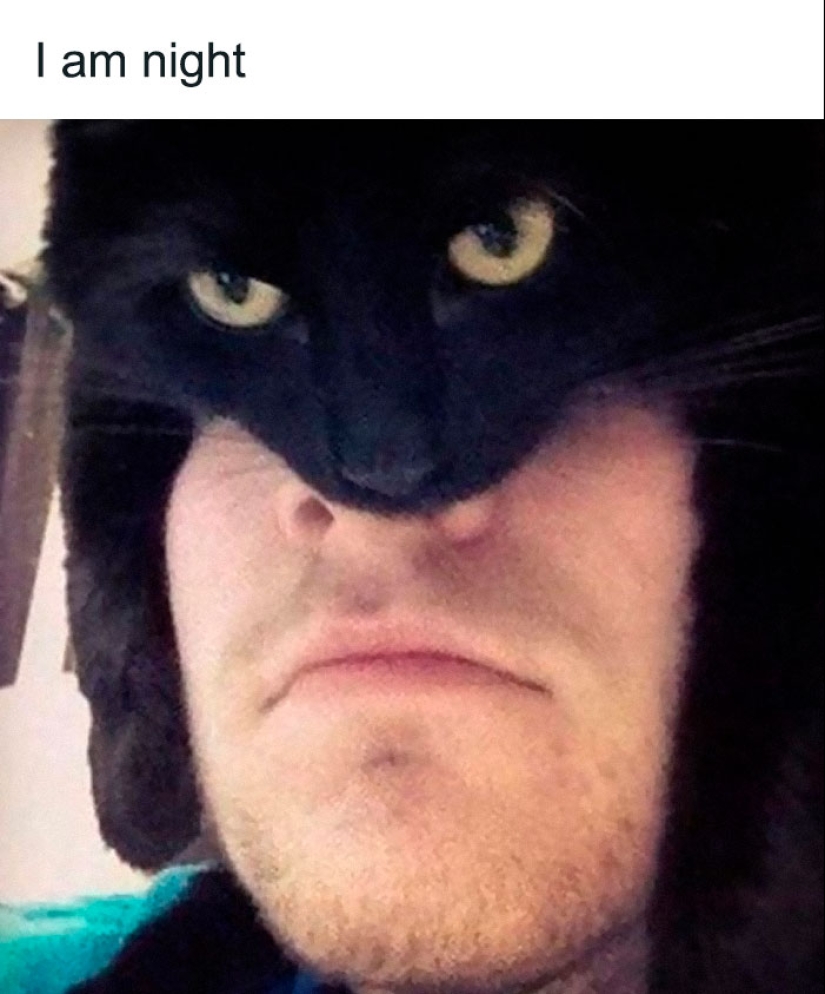 12 Hilarious Cat Pics To Make Any Pet Lover Laugh