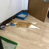 12 imágenes de mascotas siendo increíblemente tontas para hacerte reír