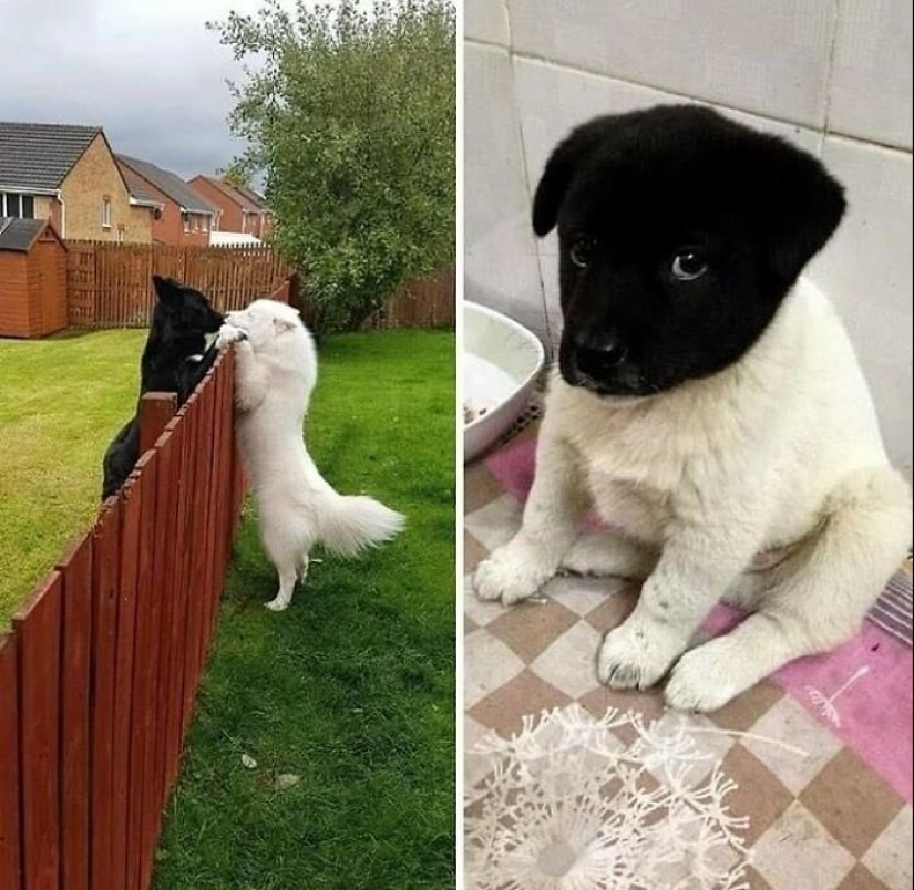 12 imágenes de mascotas siendo increíblemente tontas para hacerte reír