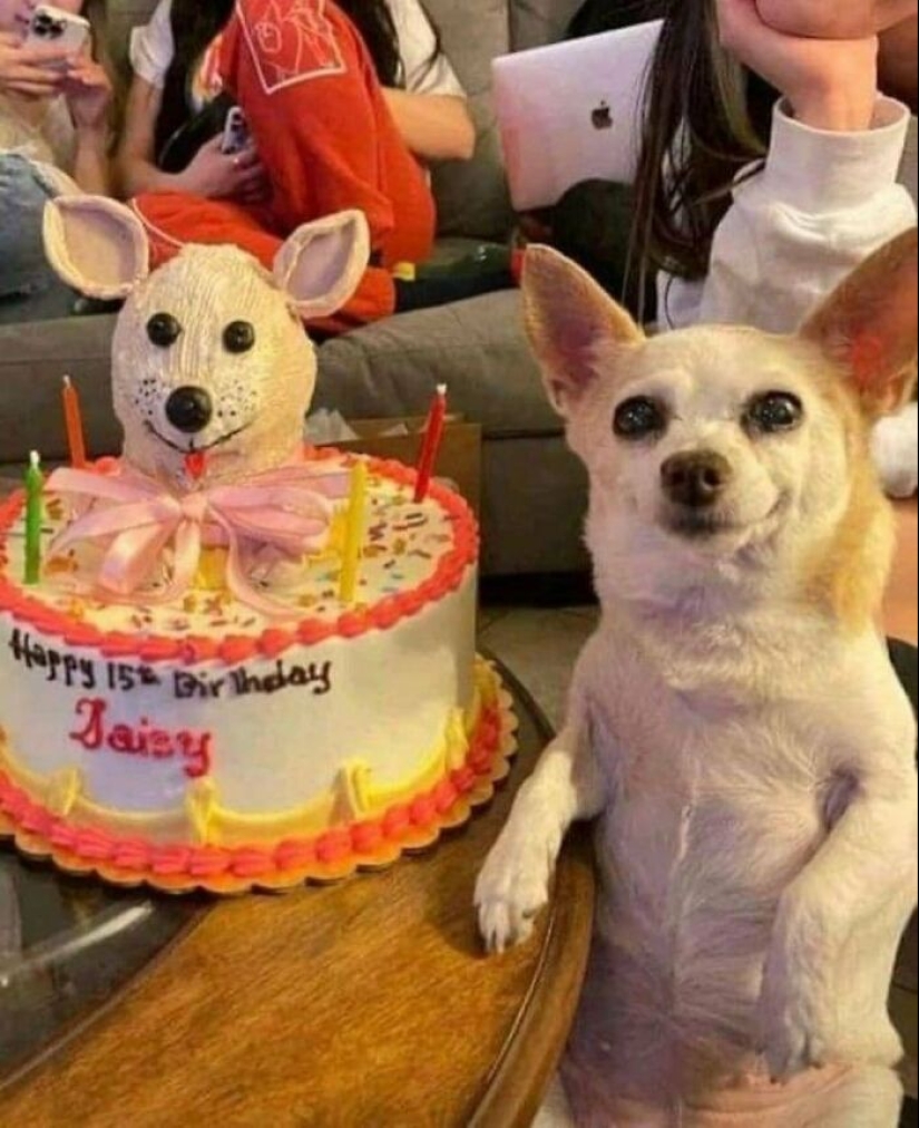 12 imágenes de mascotas siendo increíblemente tontas para hacerte reír