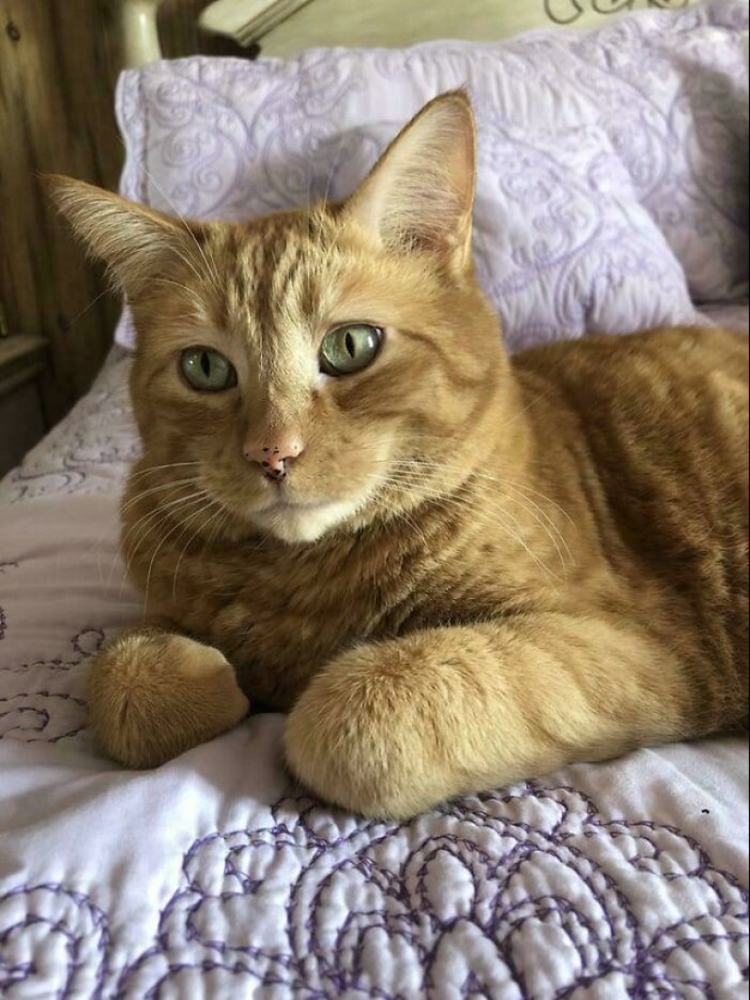 12 mascotas adoptadas que trajeron alegría a sus nuevos dueños y a todo Internet este mes