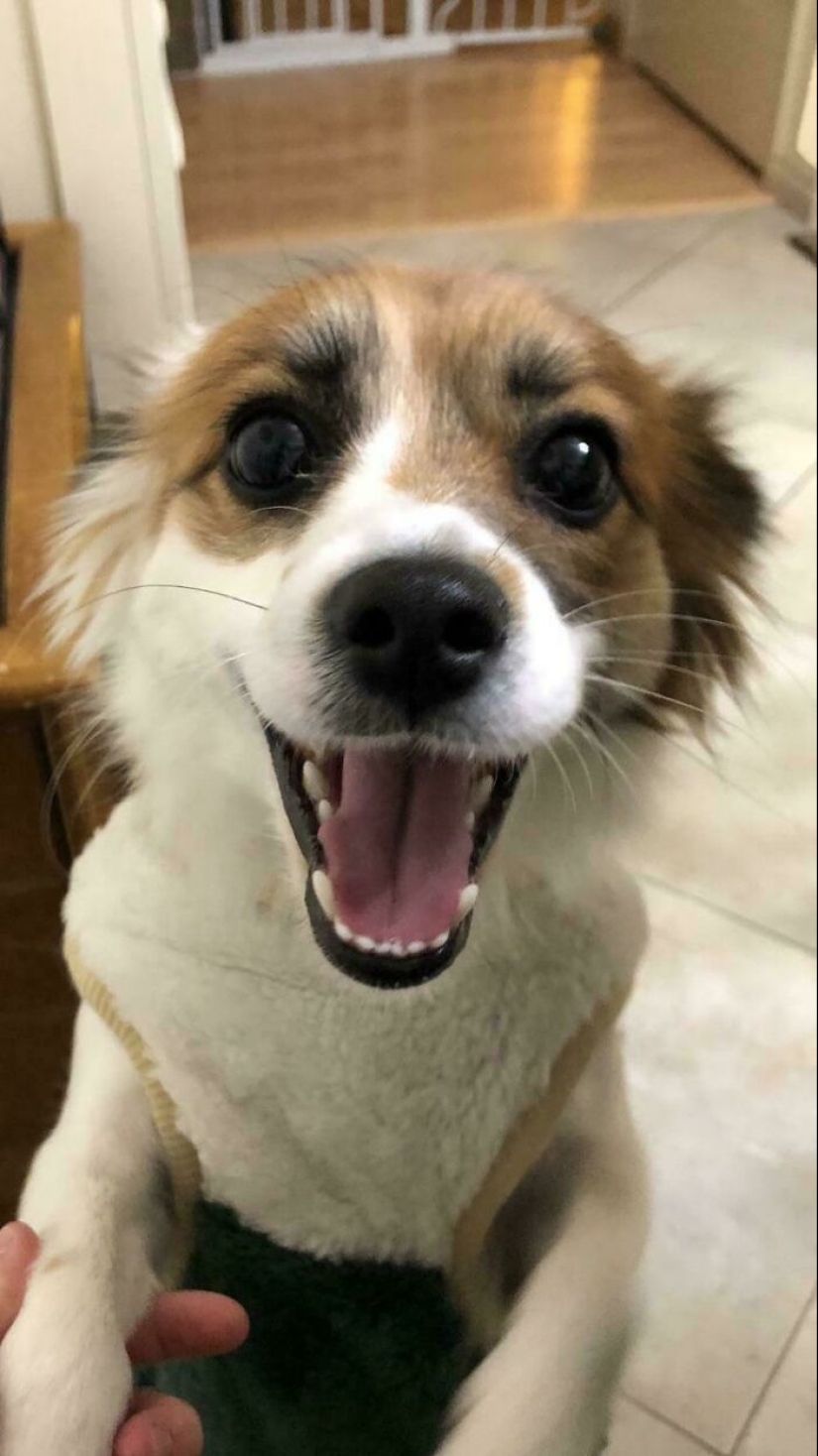 12 mascotas adoptadas que trajeron alegría a sus nuevos dueños y a todo Internet este mes