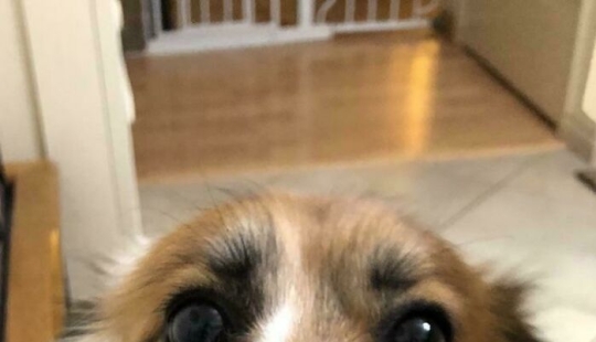 12 mascotas adoptadas que trajeron alegría a sus nuevos dueños y a todo Internet este mes