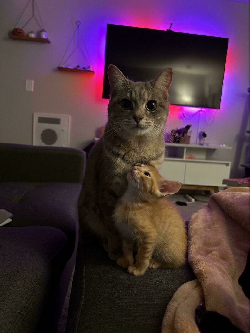 12 mascotas adoptadas que trajeron alegría a sus nuevos dueños y a todo Internet este mes