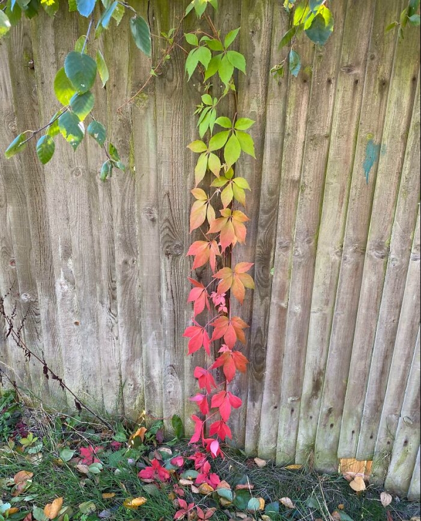12 Mentally Soothing Images Of Extraordinary Plants