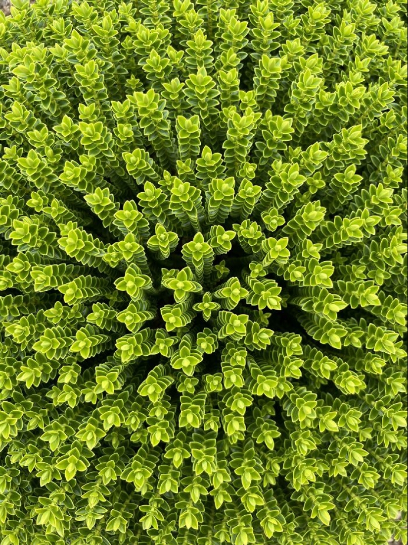12 Mentally Soothing Images Of Extraordinary Plants