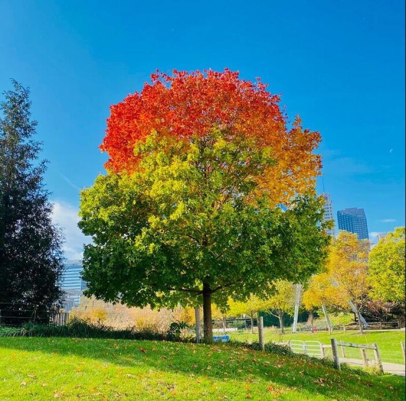 12 Mentally Soothing Images Of Extraordinary Plants