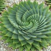 12 Mentally Soothing Images Of Extraordinary Plants 12 Mentally Soothing Images Of Extraordinary Plants