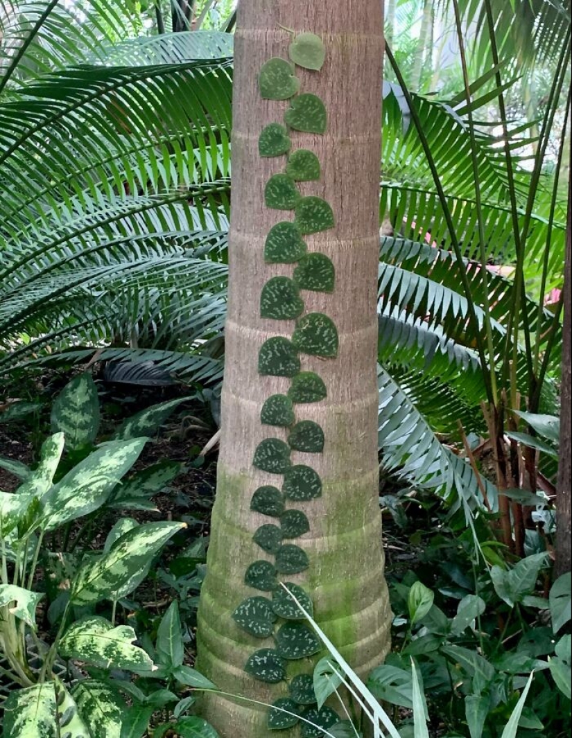 12 Mentally Soothing Images Of Extraordinary Plants