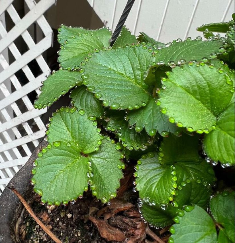 12 Mentally Soothing Images Of Extraordinary Plants