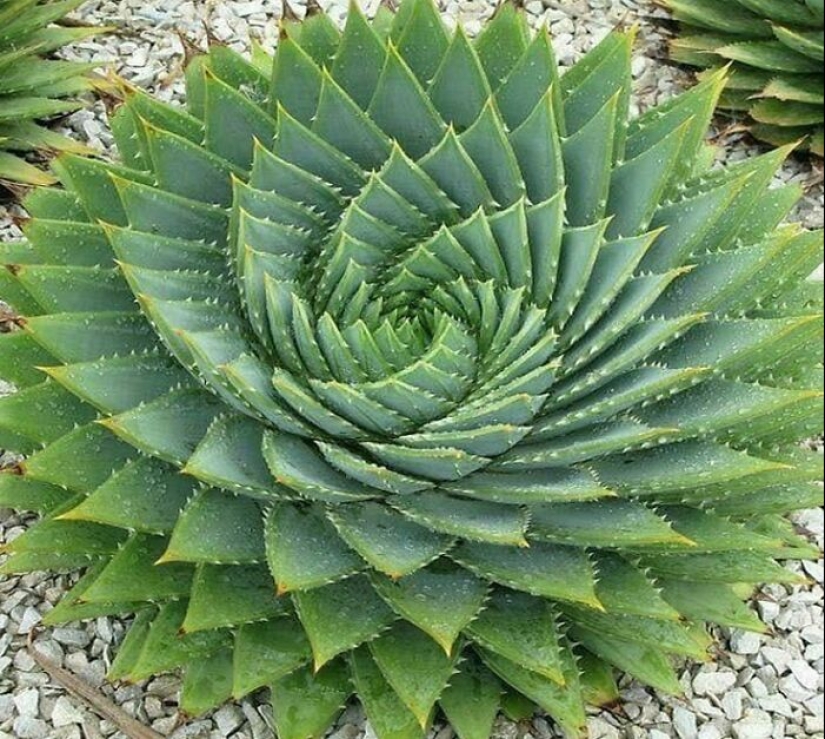 12 Mentally Soothing Images Of Extraordinary Plants