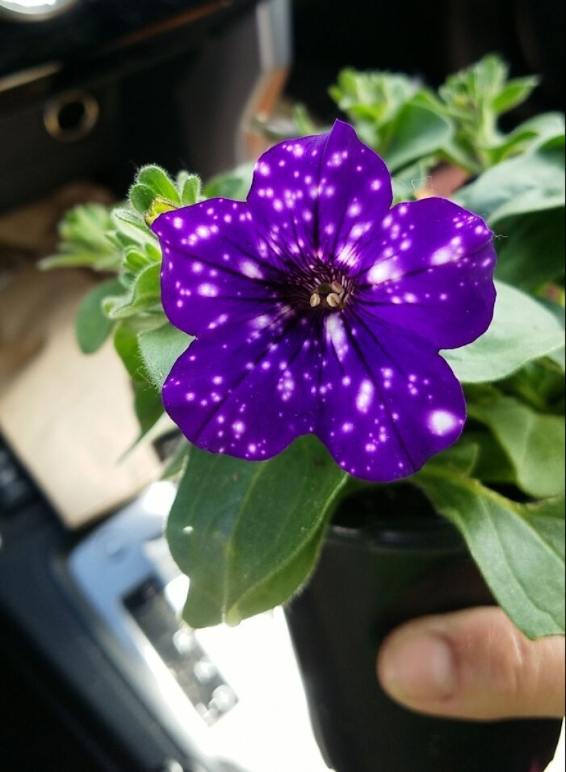 12 Mentally Soothing Images Of Extraordinary Plants