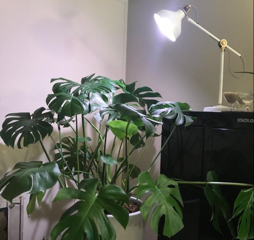 12 Must-Haves For Plant Parents Reaching For The Leafy Pinnacle