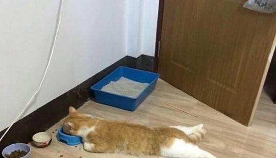 12 Pictures Of Pets Being Incredibly Silly To Make You Laugh