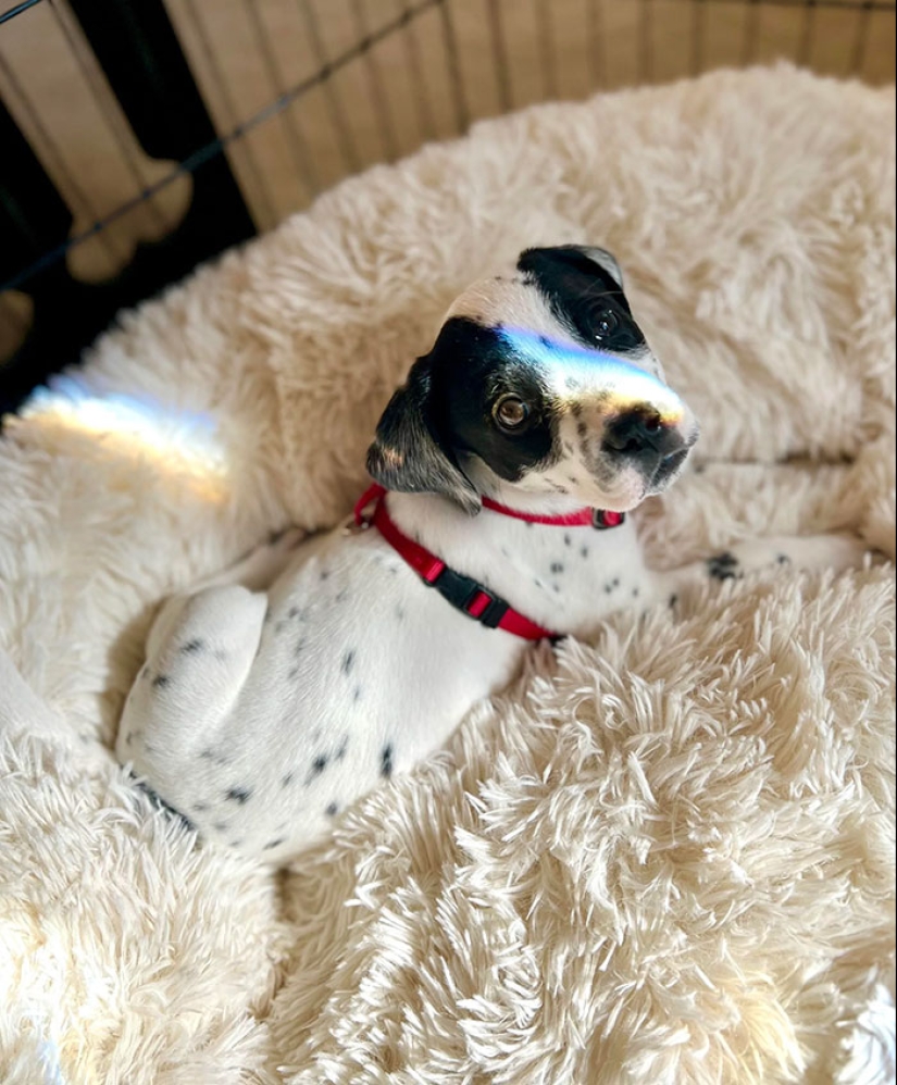 12 Wholesome Pics Of Adopted Pets That Will Never Have To Be Alone Again