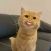 12 Wholesome Pics Of Adopted Pets That Will Never Have To Be Alone Again 12 Wholesome Pics Of Adopted Pets That Will Never Have To Be Alone Again