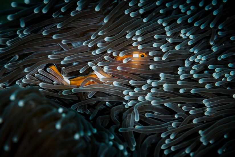 13 Awarded Images From The 2024 Tokyo International Foto Awards