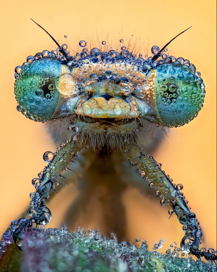 13 Captivating Entries From The 2023 Water Challenge By Close-Up Photographer Of The Year