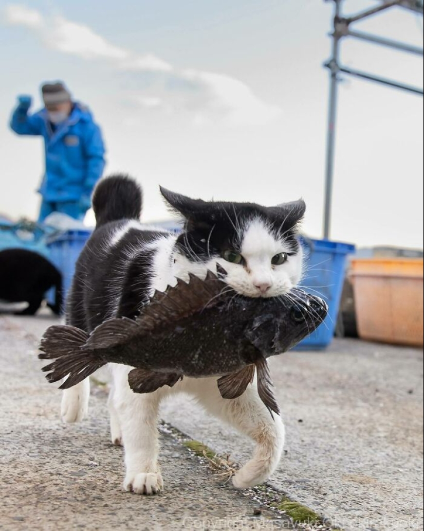 13 Captivating Images By Masayuki Oki Celebrating The Quirky And Playful Side Of Cats 13 Captivating Images By Masayuki Oki Celebrating The Quirky And Playful Side Of Cats