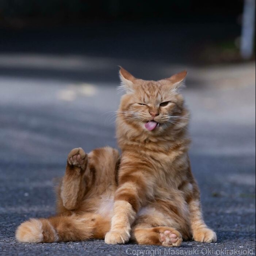 13 Captivating Images By Masayuki Oki Celebrating The Quirky And Playful Side Of Cats 13 Captivating Images By Masayuki Oki Celebrating The Quirky And Playful Side Of Cats