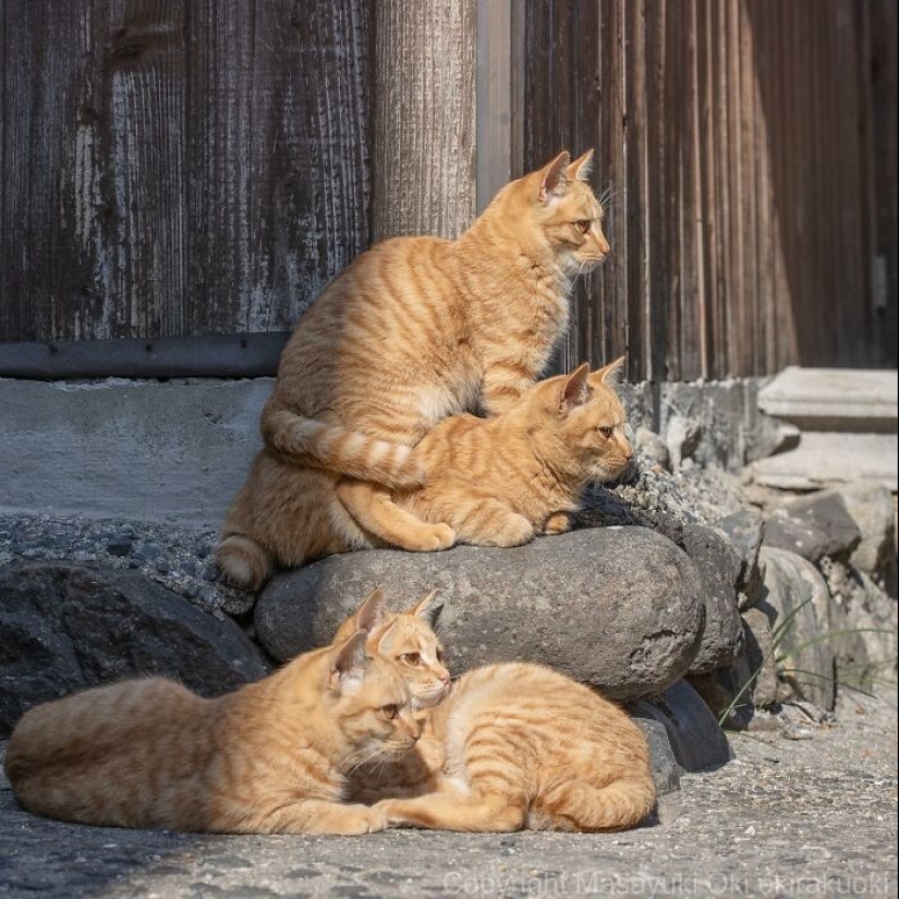 13 Captivating Images By Masayuki Oki Celebrating The Quirky And Playful Side Of Cats 13 Captivating Images By Masayuki Oki Celebrating The Quirky And Playful Side Of Cats