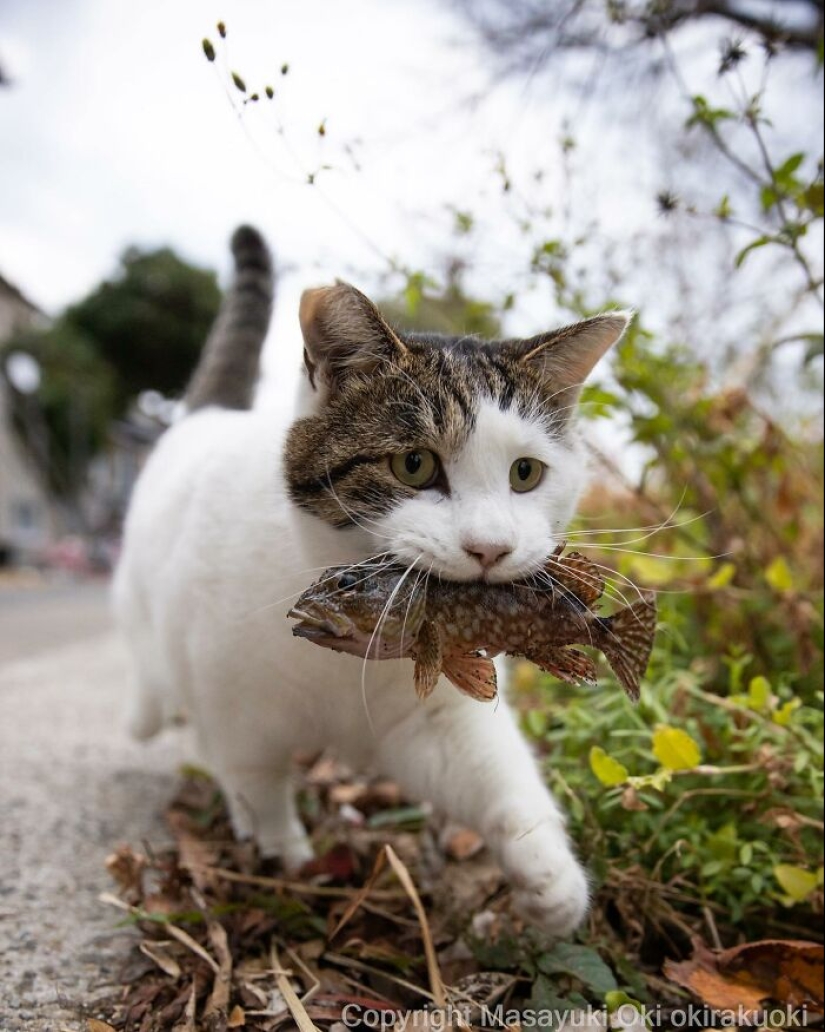 13 Captivating Images By Masayuki Oki Celebrating The Quirky And Playful Side Of Cats 13 Captivating Images By Masayuki Oki Celebrating The Quirky And Playful Side Of Cats