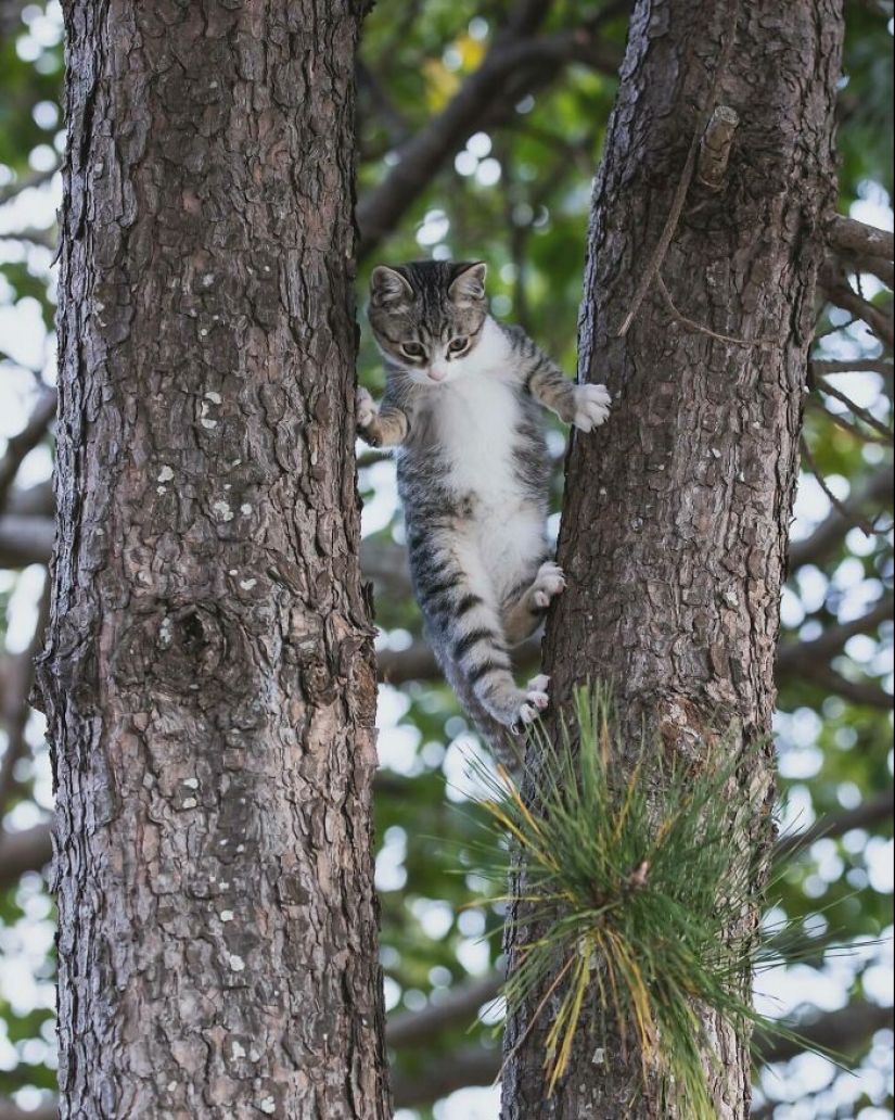 13 Captivating Images By Masayuki Oki Celebrating The Quirky And Playful Side Of Cats 13 Captivating Images By Masayuki Oki Celebrating The Quirky And Playful Side Of Cats