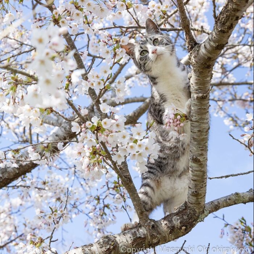 13 Captivating Images By Masayuki Oki Celebrating The Quirky And Playful Side Of Cats 13 Captivating Images By Masayuki Oki Celebrating The Quirky And Playful Side Of Cats