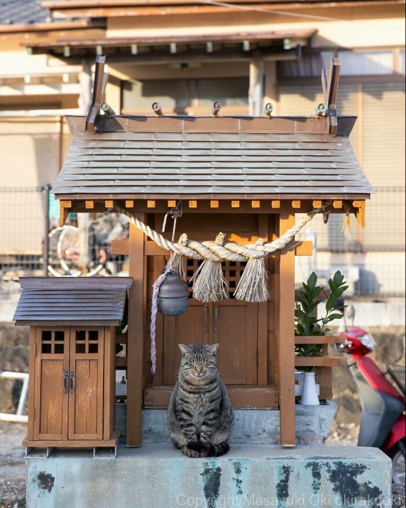13 Captivating Images By Masayuki Oki Celebrating The Quirky And Playful Side Of Cats 13 Captivating Images By Masayuki Oki Celebrating The Quirky And Playful Side Of Cats