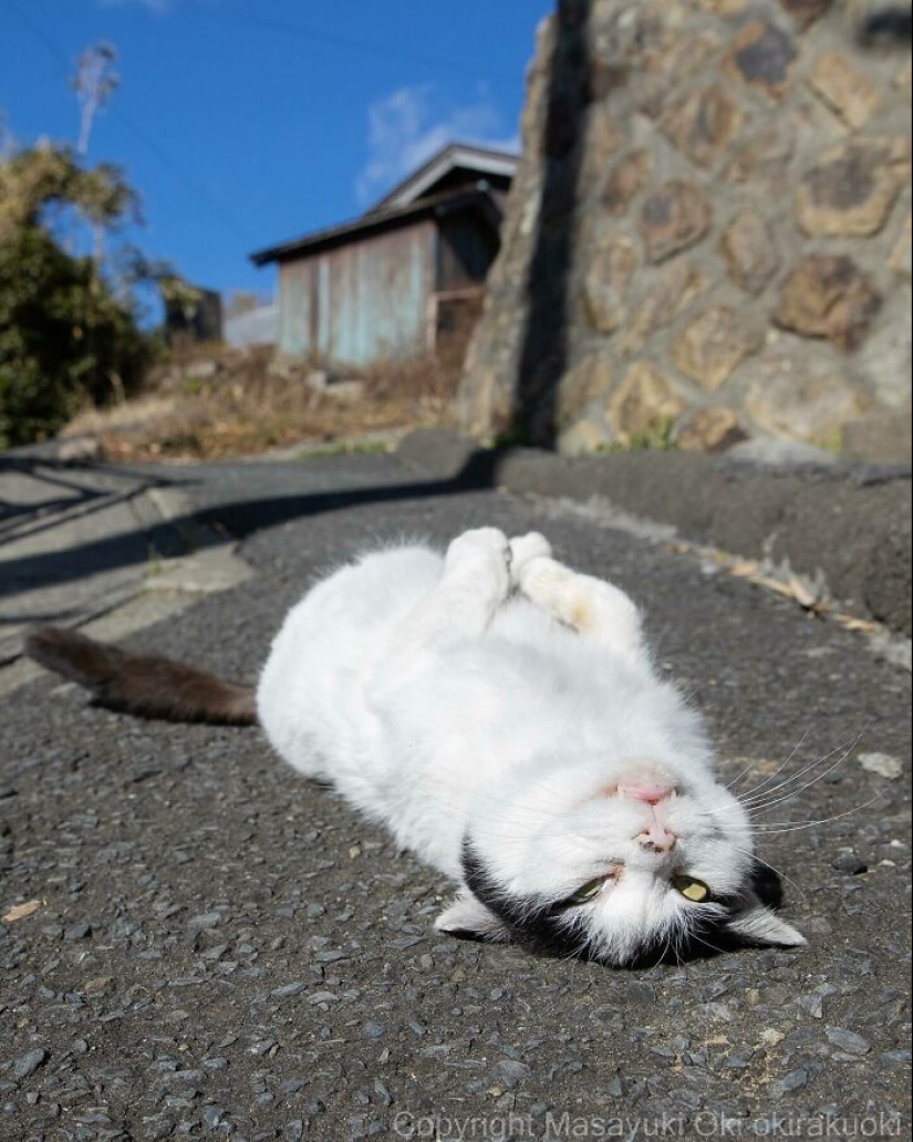 13 Captivating Images By Masayuki Oki Celebrating The Quirky And Playful Side Of Cats 13 Captivating Images By Masayuki Oki Celebrating The Quirky And Playful Side Of Cats