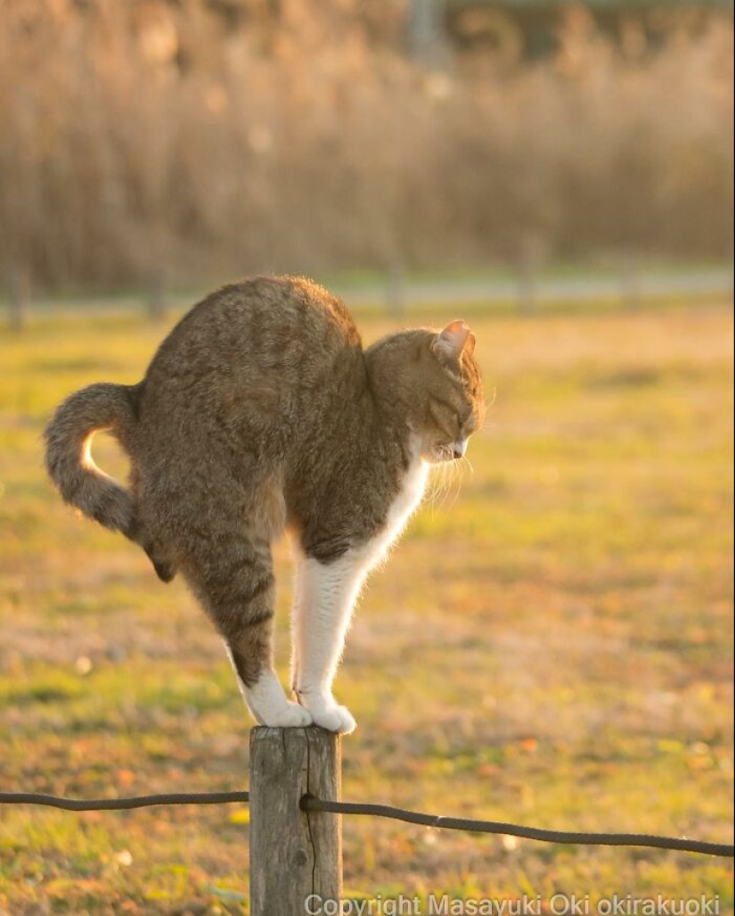 13 Captivating Images By Masayuki Oki Celebrating The Quirky And Playful Side Of Cats 13 Captivating Images By Masayuki Oki Celebrating The Quirky And Playful Side Of Cats