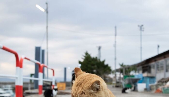 13 Captivating Images By Masayuki Oki Celebrating The Quirky And Playful Side Of Cats 13 Captivating Images By Masayuki Oki Celebrating The Quirky And Playful Side Of Cats