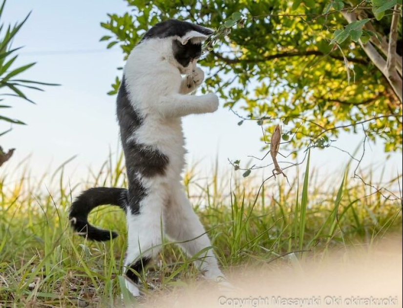 13 Captivating Images By Masayuki Oki Celebrating The Quirky And Playful Side Of Cats 13 Captivating Images By Masayuki Oki Celebrating The Quirky And Playful Side Of Cats