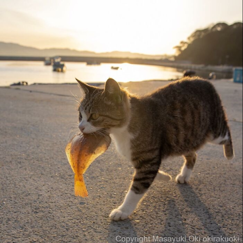 13 Captivating Images By Masayuki Oki Celebrating The Quirky And Playful Side Of Cats 13 Captivating Images By Masayuki Oki Celebrating The Quirky And Playful Side Of Cats