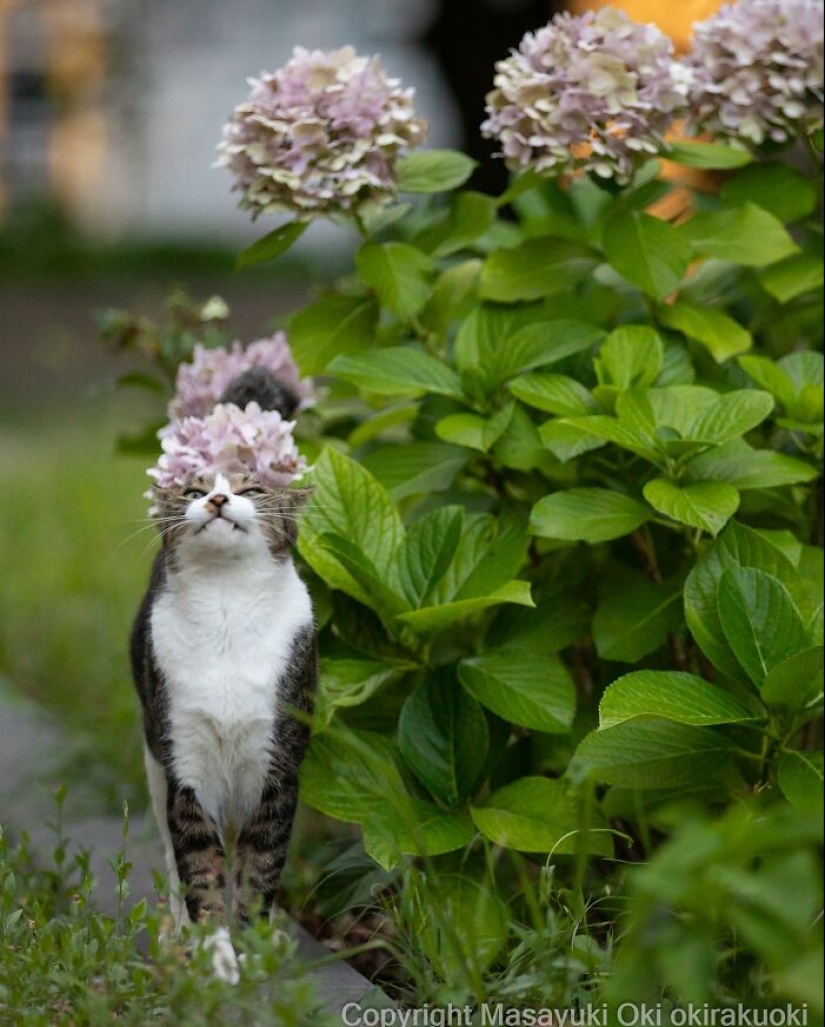 13 Captivating Images By Masayuki Oki Celebrating The Quirky And Playful Side Of Cats 13 Captivating Images By Masayuki Oki Celebrating The Quirky And Playful Side Of Cats