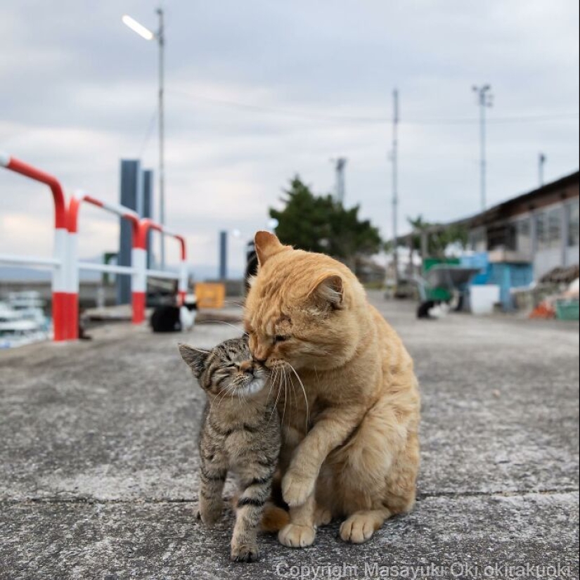 13 Captivating Images By Masayuki Oki Celebrating The Quirky And Playful Side Of Cats 13 Captivating Images By Masayuki Oki Celebrating The Quirky And Playful Side Of Cats