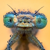 13 entradas cautivadoras del Water Challenge 2023 realizadas por el fotógrafo de primeros planos del año