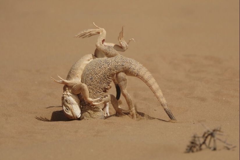 13 fotografías ganadoras de los premios Fotógrafo de primeros planos del año 2023 13 fotografías ganadoras de los premios Fotógrafo de primeros planos del año 2023