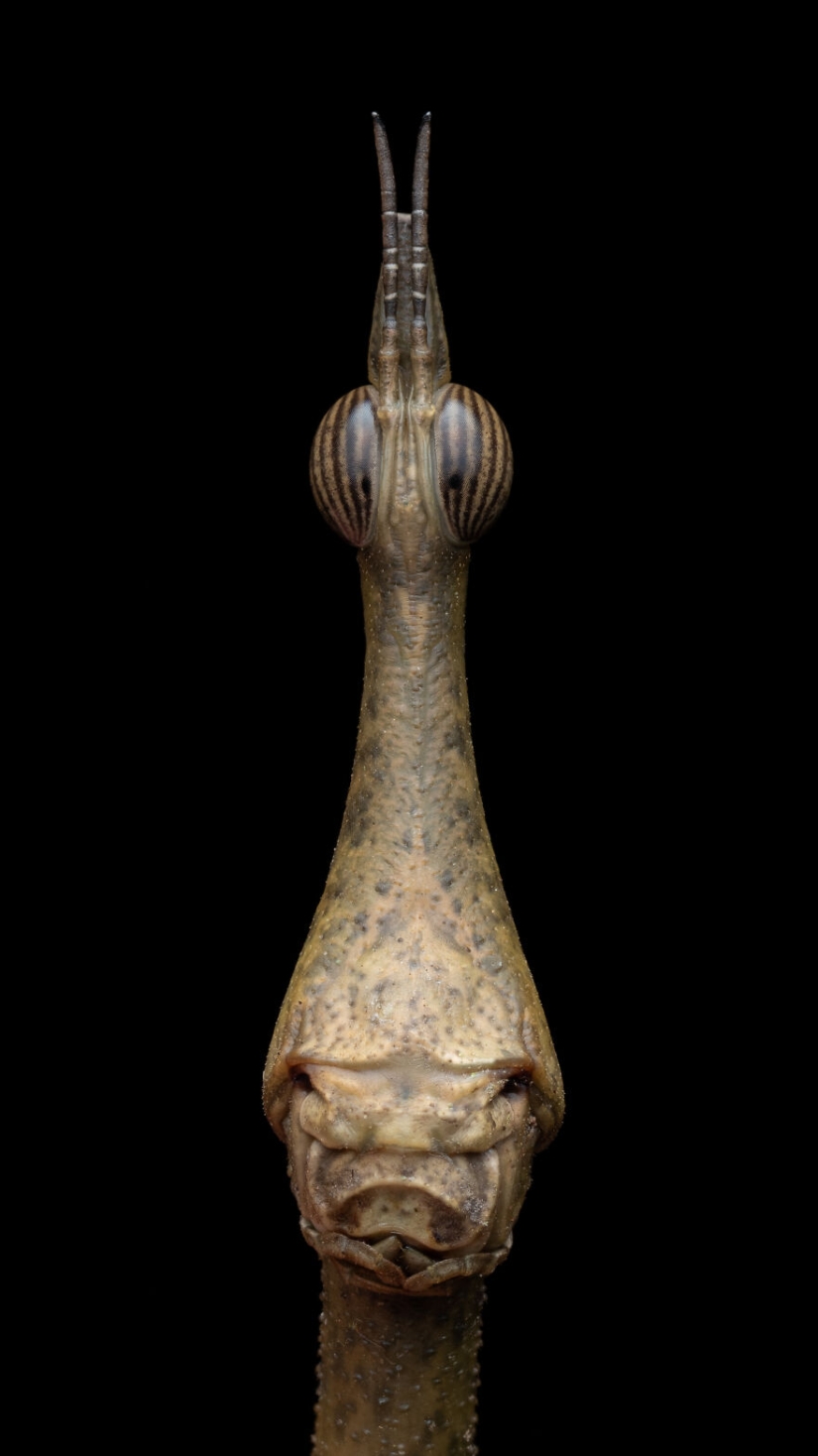 13 fotografías ganadoras de los premios Fotógrafo de primeros planos del año 2023 13 fotografías ganadoras de los premios Fotógrafo de primeros planos del año 2023