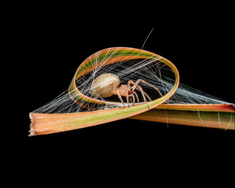 13 fotografías ganadoras de los premios Fotógrafo de primeros planos del año 2023 13 fotografías ganadoras de los premios Fotógrafo de primeros planos del año 2023
