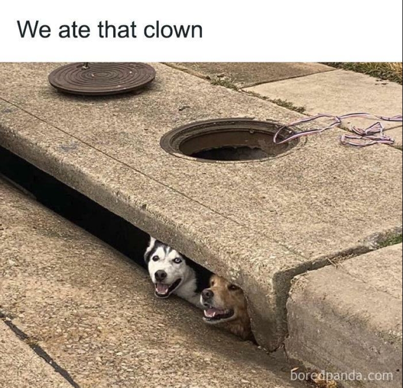 13 Funny Animal Pics That Were Meant To Be Made Into Memes 13 Funny Animal Pics That Were Meant To Be Made Into Memes